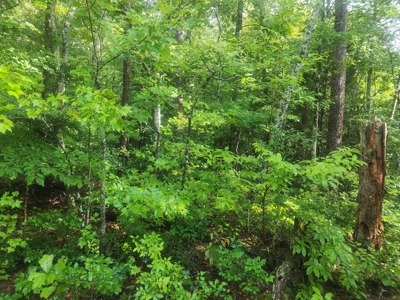 Land for Sale Easley SC, Corner Lot w/ Acreage, Pickens - image 32