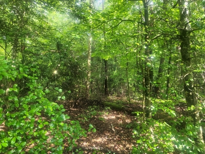 Land for Sale Easley SC, Corner Lot w/ Acreage, Pickens - image 24