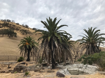 Vacaville, California Country Acreage and Ranch for Sale - image 18