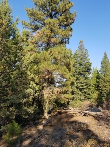 Remote Rural Experience In Northern, CA - image 9