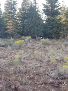 Remote Rural Experience In Northern, CA - image 5