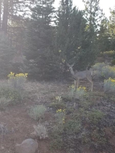 Remote Rural Experience In Northern, CA - image 4