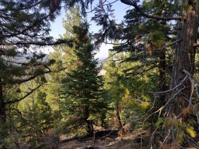 Remote Rural Experience In Northern, CA - image 12