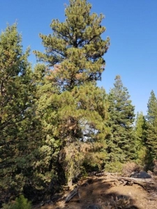 Remote Rural Experience In Northern, CA - image 10