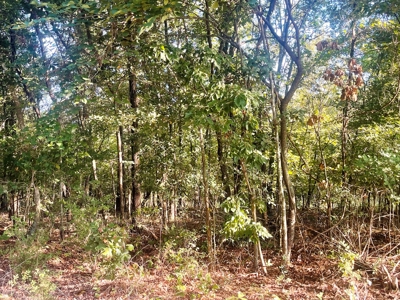 Acreage with shop for sale Sharp County, AR - image 5