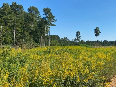 Private 34.61+- acres with Cherokee National Forest views - image 5