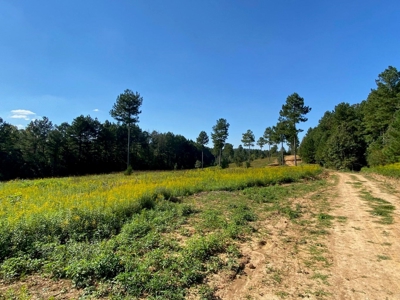 Private 34.61+- acres with Cherokee National Forest views - image 3
