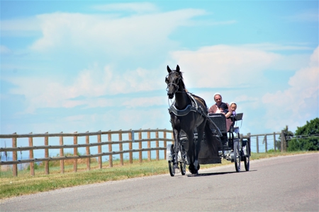 Multi-Use Commercial, Horse, Farming, Residential Property - image 45