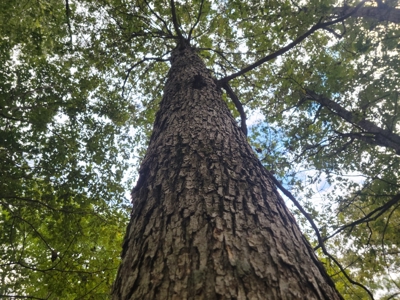 Land For Sale Pineville Missouri - image 25