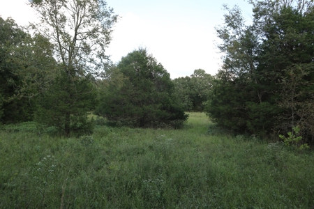 Ozarks Wooded Acreage With Creek Frontage For Sale - image 28