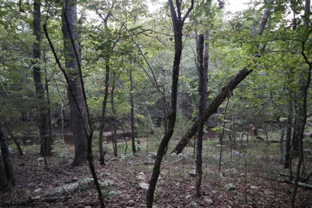 Ozarks Wooded Acreage With Creek Frontage For Sale - image 9
