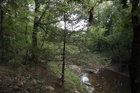 Ozarks Wooded Acreage With Creek Frontage For Sale - image 14