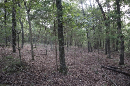 Ozarks Wooded Acreage With Creek Frontage For Sale - image 6