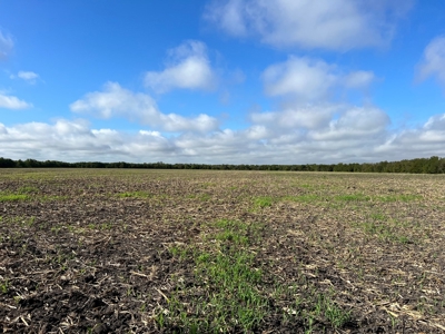 Great Farmland, Homesite, Rural Living, Blank Canvas,Hunting - image 6