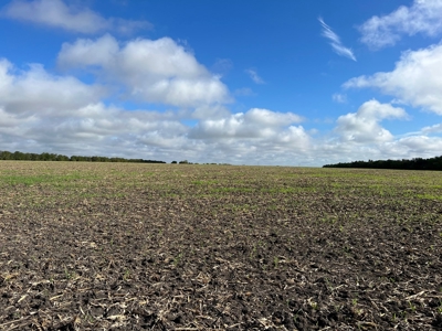 Great Farmland, Homesite, Rural Living, Blank Canvas,Hunting - image 11