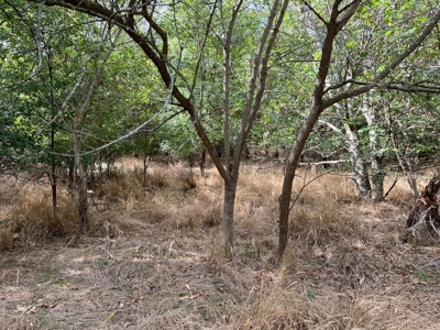 Great Farmland, Homesite, Rural Living, Blank Canvas,Hunting - image 19