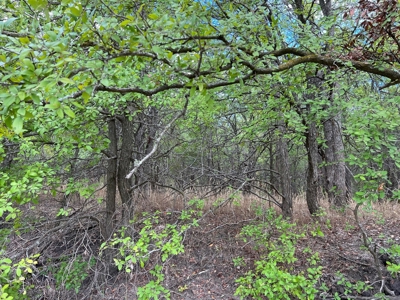 Great Farmland, Homesite, Rural Living, Blank Canvas,Hunting - image 17
