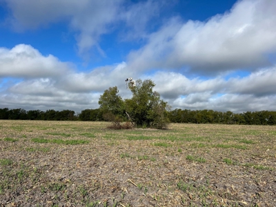 Great Farmland, Homesite, Rural Living, Blank Canvas,Hunting - image 5