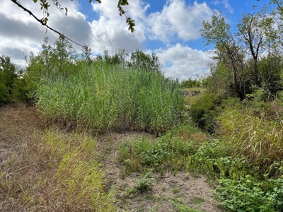 Great Farmland, Homesite, Rural Living, Blank Canvas,Hunting - image 15