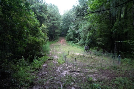 Turnkey Hunting Land for Sale Wilkinson County MS - image 8