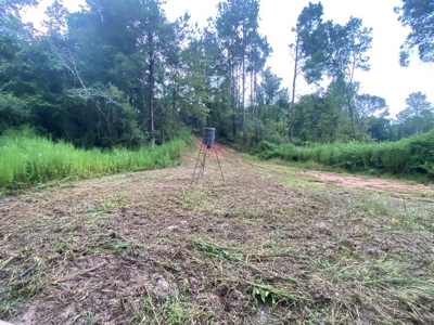 Turnkey Hunting Land for Sale Wilkinson County MS - image 36