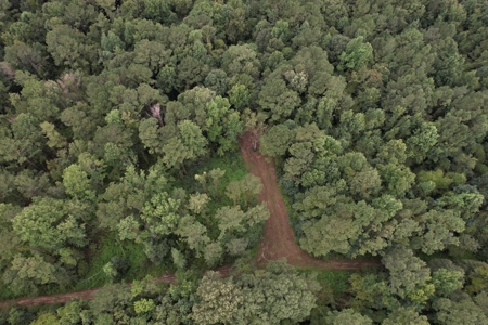 Turnkey Hunting Land for Sale Wilkinson County MS - image 7