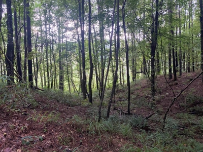 Turnkey Hunting Land for Sale Wilkinson County MS - image 37