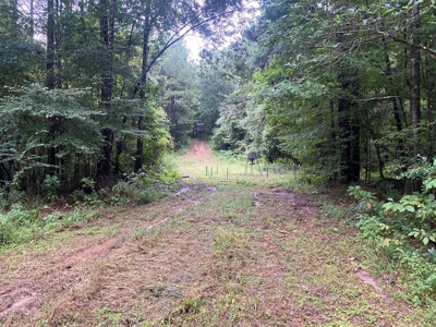 Turnkey Hunting Land for Sale Wilkinson County MS - image 38