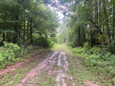 Turnkey Hunting Land for Sale Wilkinson County MS - image 40