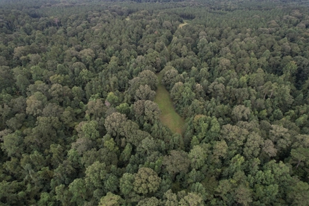 Turnkey Hunting Land for Sale Wilkinson County MS - image 3