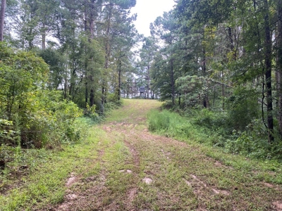 Turnkey Hunting Land for Sale Wilkinson County MS - image 35