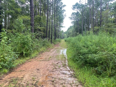 Turnkey Hunting Land for Sale Wilkinson County MS - image 33