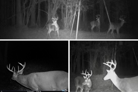 Turnkey Hunting Land for Sale Wilkinson County MS - image 45