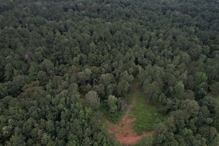 Turnkey Hunting Land for Sale Wilkinson County MS - image 6