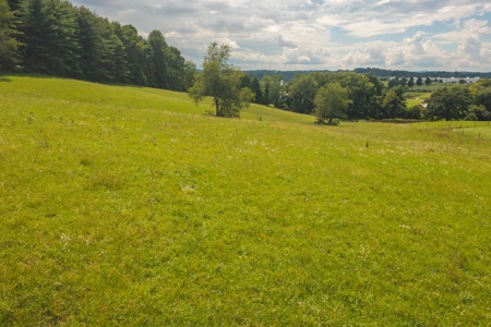 Carroll County VA Land for Sale - image 6