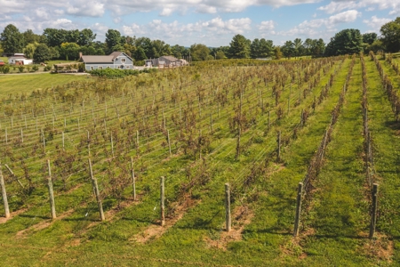 Whitebarrel Winery for Sale Near Christiansburg VA - image 29