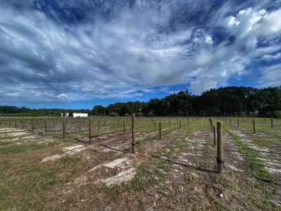 Looking To Create A Nursery Or Maybe A Grape Farm? - image 13