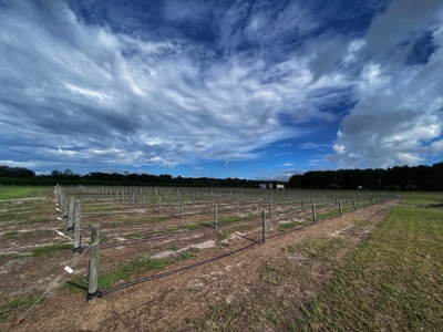 Looking To Create A Nursery Or Maybe A Grape Farm? - image 3