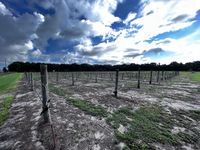 Looking To Create A Nursery Or Maybe A Grape Farm? - image 8