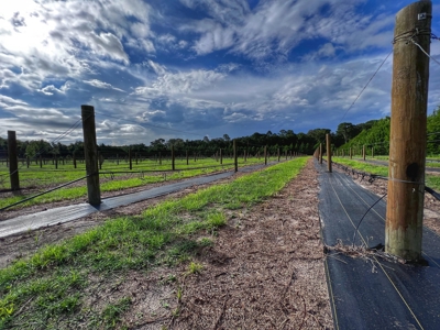 Looking To Create A Nursery Or Maybe A Grape Farm? - image 5