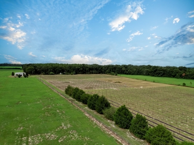 Looking To Create A Nursery Or Maybe A Grape Farm? - image 21