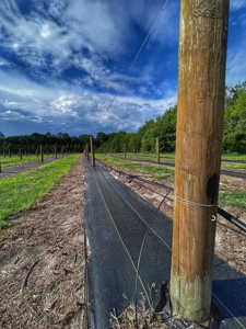 Looking To Create A Nursery Or Maybe A Grape Farm? - image 12