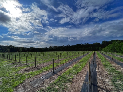Looking To Create A Nursery Or Maybe A Grape Farm? - image 4