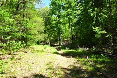 Cattle Farm, Timber, Hunting, Bldg Sites, Ponds, Frontage - image 46
