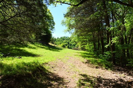 Cattle Farm, Timber, Hunting, Bldg Sites, Ponds, Frontage - image 4