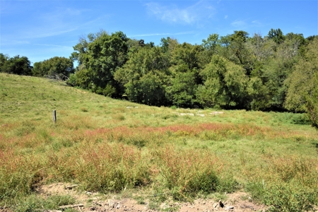 Cattle Farm, Timber, Hunting, Bldg Sites, Ponds, Frontage - image 23