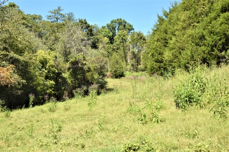 Cattle Farm, Timber, Hunting, Bldg Sites, Ponds, Frontage - image 31