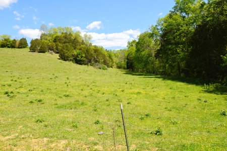 Cattle Farm, Timber, Hunting, Bldg Sites, Ponds, Frontage - image 2