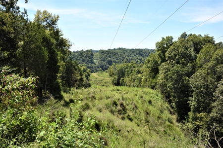 Cattle Farm, Timber, Hunting, Bldg Sites, Ponds, Frontage - image 13