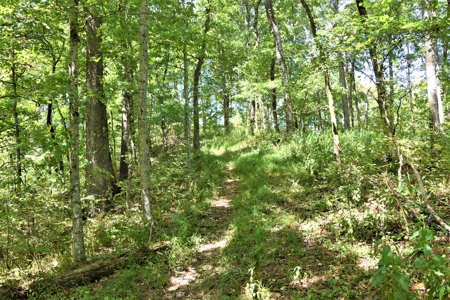 Cattle Farm, Timber, Hunting, Bldg Sites, Ponds, Frontage - image 15